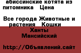 абиссинские котята из питомника › Цена ­ 15 000 - Все города Животные и растения » Кошки   . Ханты-Мансийский